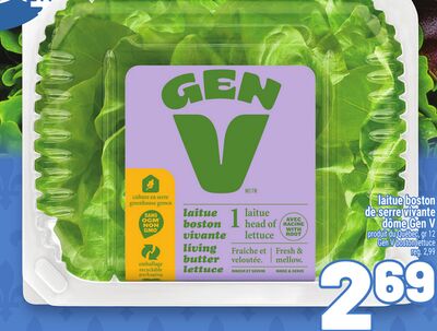 LAITUE BOSTON DE SERRE VIVANTE DÔME GEN V | GEN V BOSTON LETTUCE