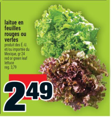 laitue en feuilles rouges ou vertes | red or green leaf lettuce