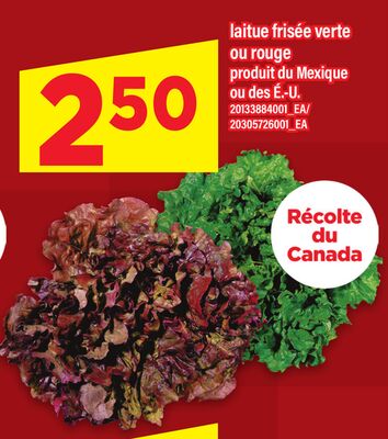 LAITUE FRISÉE VERTE OU ROUGE