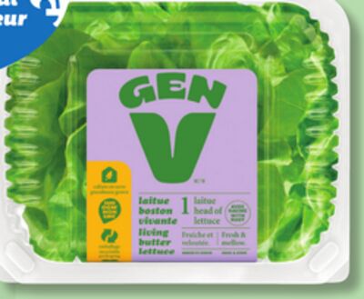 RADIS ROUGES DE SERR