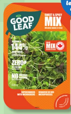 LAITUES CROQUANTES OU BOUQUET CROQUANT DE SERRE