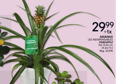 Ananas les indispensables
