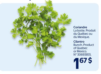 Coriandre
