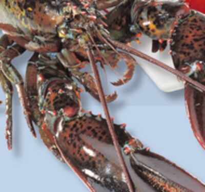 Homard vivant