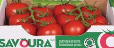 Tomates saladio, tomatrio ou cerizo savoura