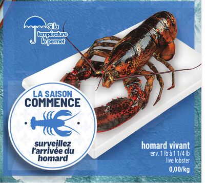 Homard vivant