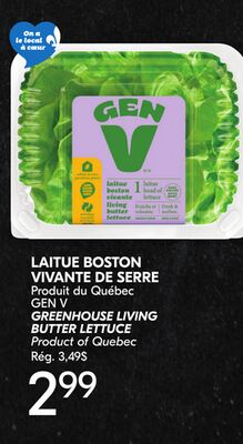 LAITUE BOSTON VIVANTE DE SERRE GEN V