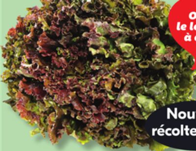 Laitue frisée rouge ou verte