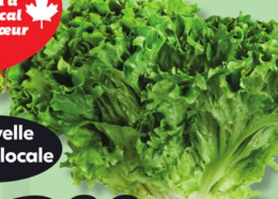 Laitue frisée verte